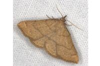 Paracolax tristalis