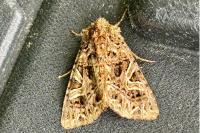 Sideridis rivularis