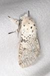 Cerura erminea