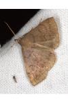 Zanclognatha lunalis
