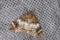 Dysstroma truncata