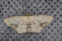 Idaea dimidiata