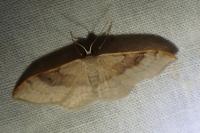 Idaea degeneraria