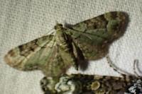 Pasiphila rectangulata