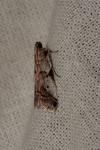 Acrobasis sodalella