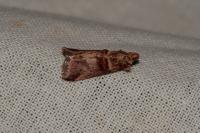 Acrobasis tumidana