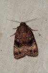 Amphipyra berbera svenssoni