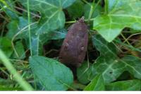 Noctua pronuba