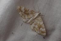 Perizoma flavofasciata