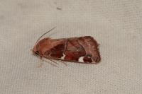 Cosmia diffinis