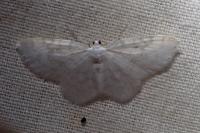 Asthena albulata
