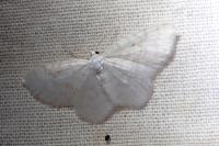 Asthena albulata