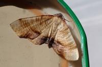 Plagodis dolabraria