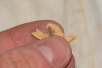 Indalia pygmaeola pallifrons