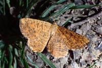 Angerona prunaria