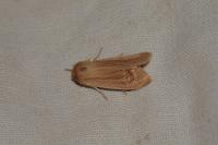 Mythimna pallens