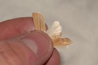 Mythimna pallens