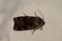 Noctua janthe