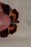 Noctua janthe