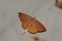 Watsonalla binaria