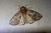 Tethea ocularis