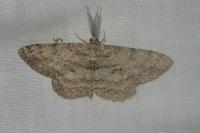 Hypomecis punctinalis