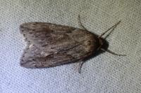 Pachycnemia hippocastanaria hippocastanaria