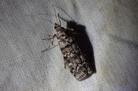 Dioryctria abietella