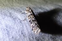 Dioryctria abietella