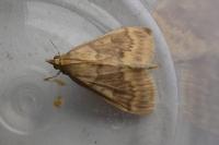 Ostrinia nubilalis