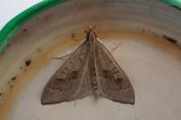 Mecyna asinalis