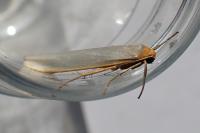Eilema caniola