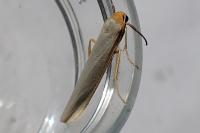 Eilema caniola