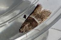 Elegia similella/atrifasciella