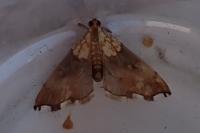 Agrotera nemoralis