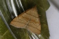 Herminia tarsicrinalis