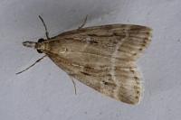 Eudonia pallida