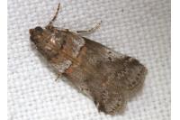 Acrobasis consociella/sodalella