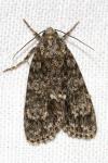 Acronicta rumicis