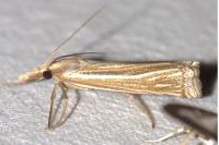 Ancylolomia tentaculella