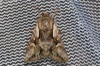 Chloantha hyperici