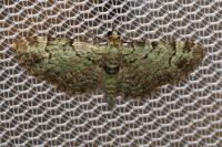 Pasiphila rectangulata