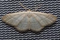 Idaea subsericeata