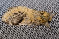 Notodonta tritophus