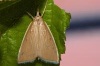 Sclerocona acutella