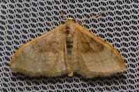 Idaea degeneraria