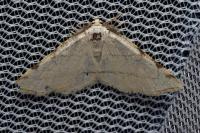 Stegania trimaculata