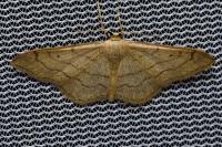 Idaea aversata