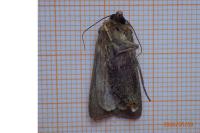 Agrotis exclamationis exclamationis