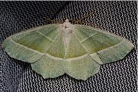 Campaea margaritaria